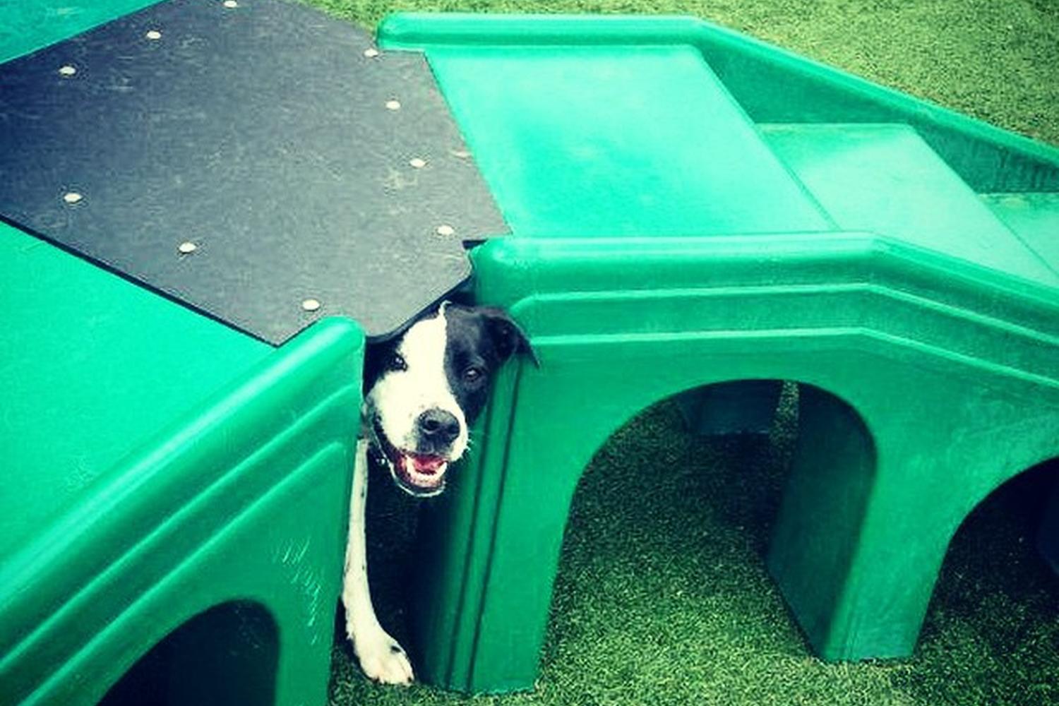 Camp Bow Wow Swansea 2