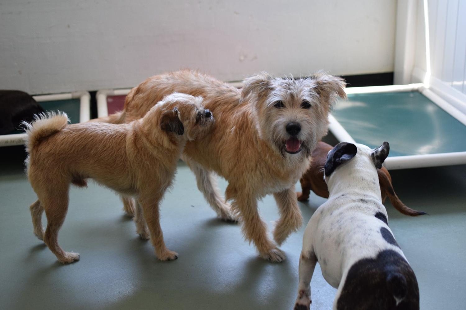 Dog Days San Diego 5