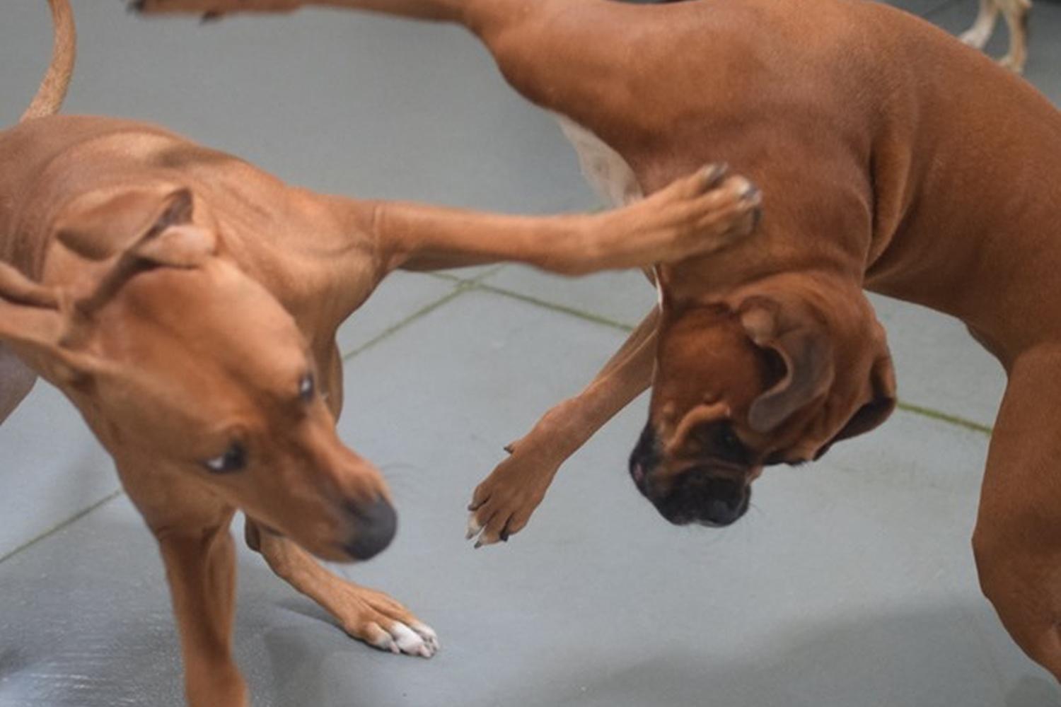 Dog Days San Diego 2