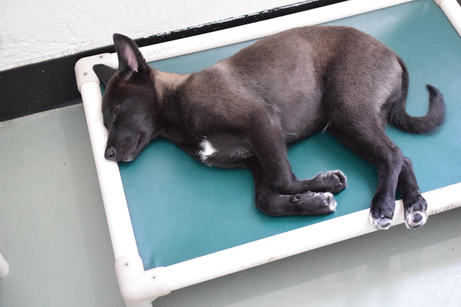 Dog Days San Diego 3