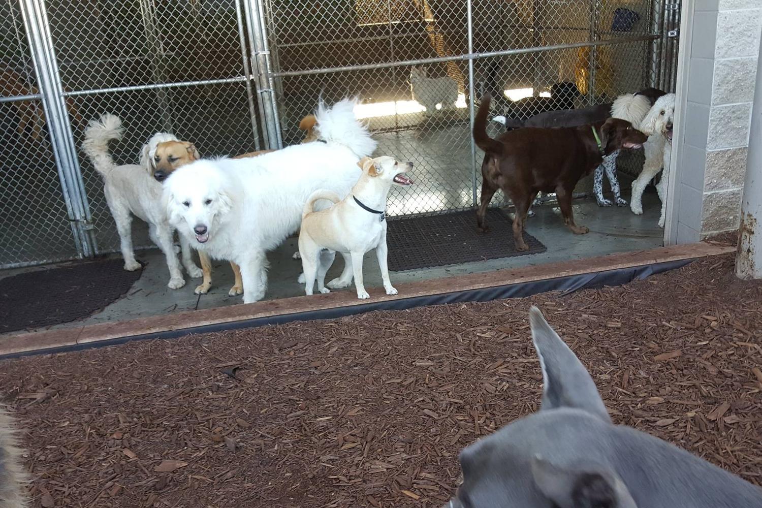 Pet Villa 3
