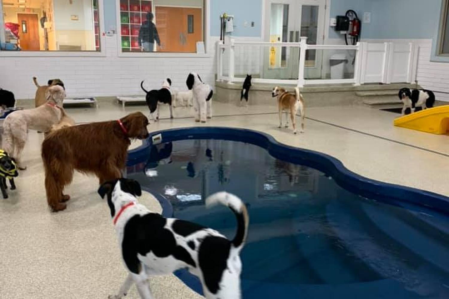 Lucky's Bed & Biscuit 3