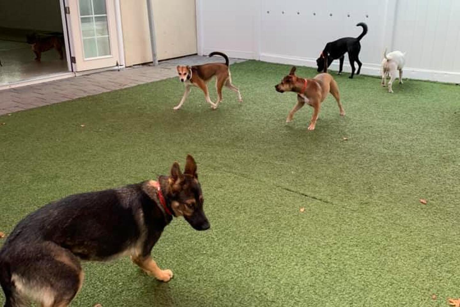 Lucky's Bed & Biscuit 4