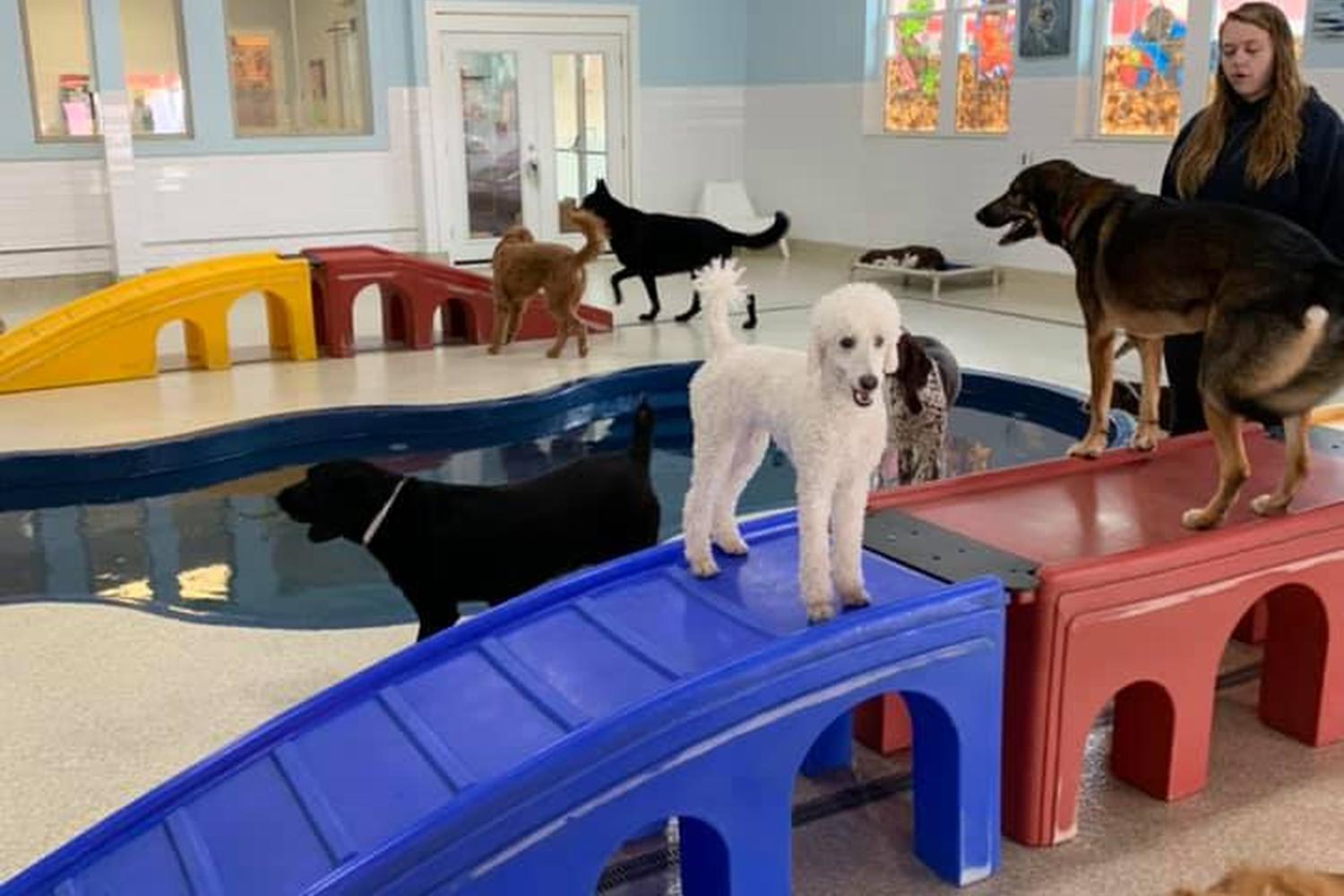 Lucky's Bed & Biscuit 5