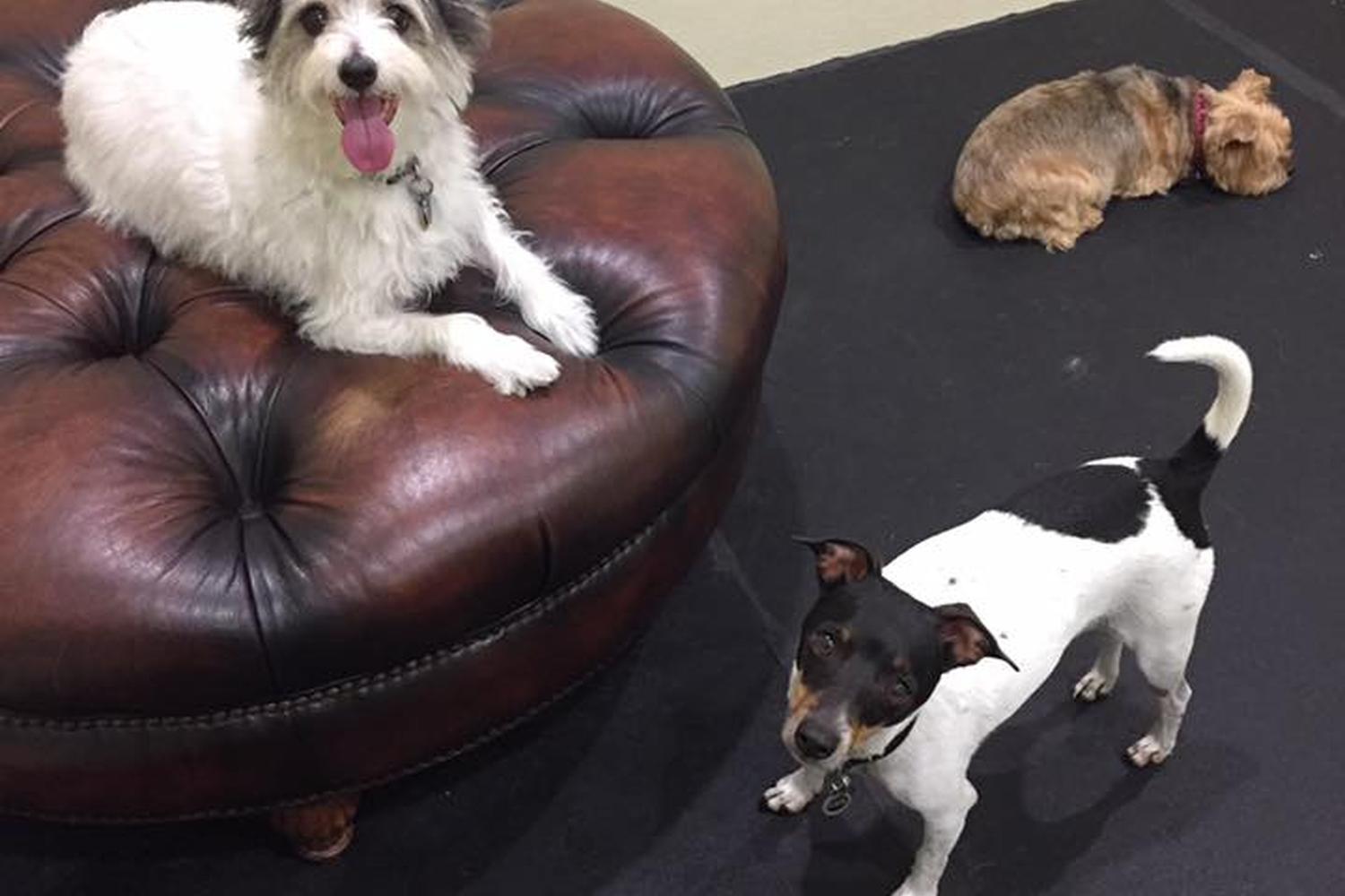 The Posh Paw Resort 0
