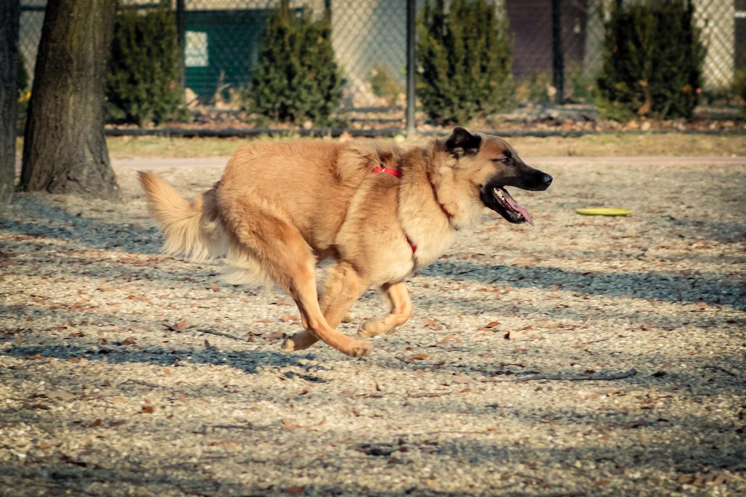Brownstown Dog Park 4