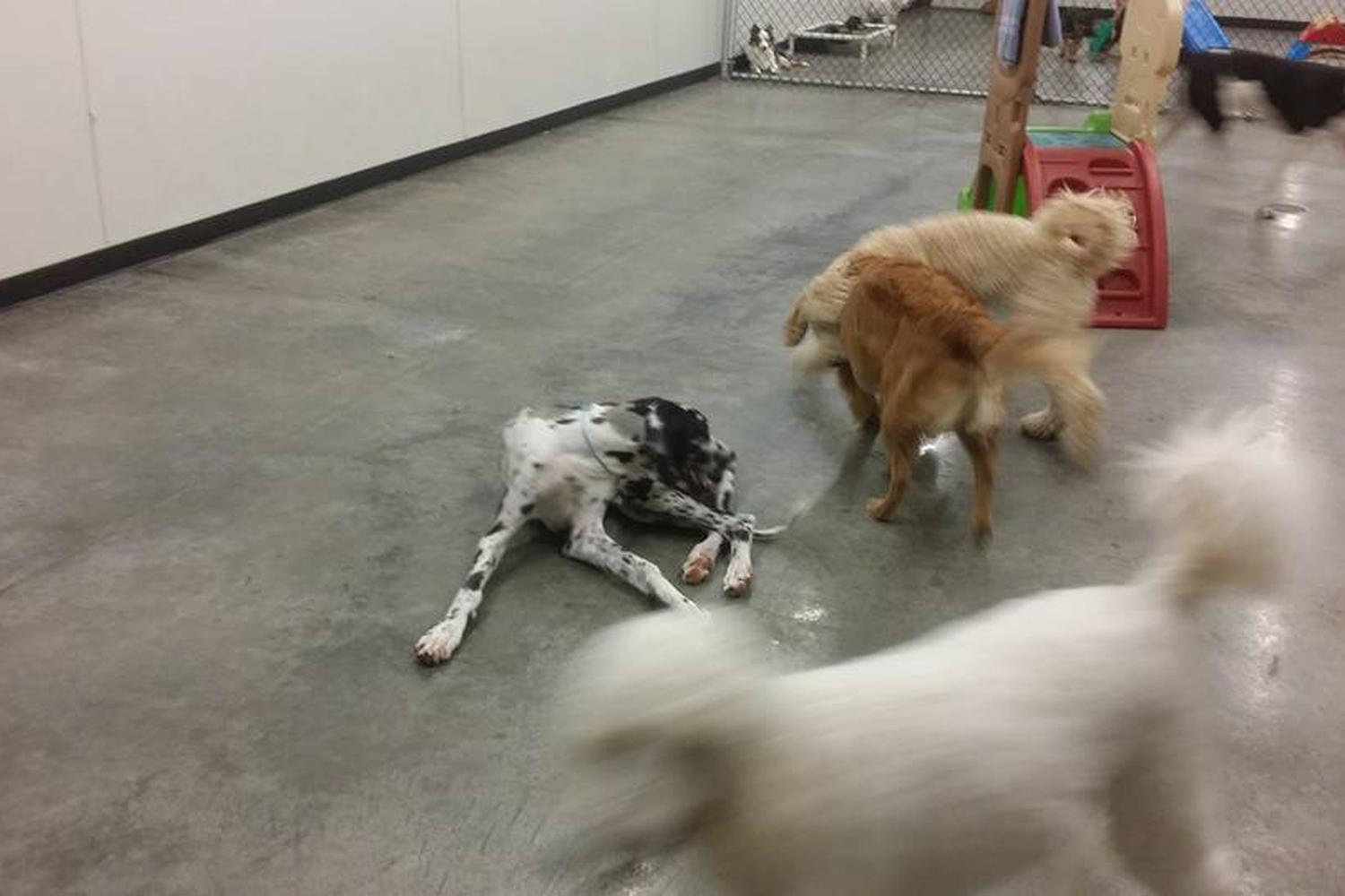 Big Sky Pet Resort 2