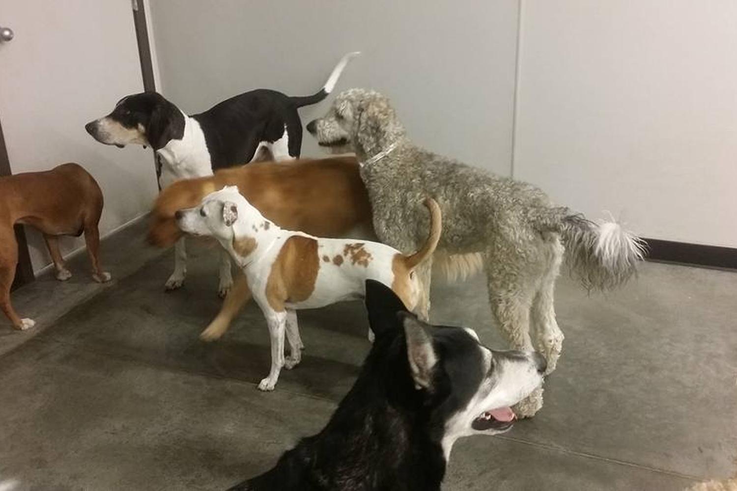 Big Sky Pet Resort 3