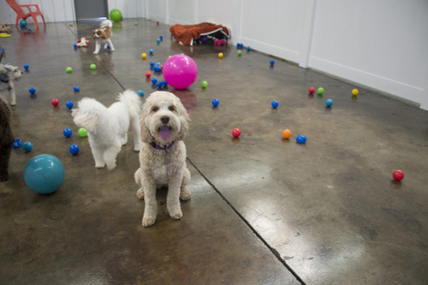 Puppy Paws Salon and Spa 0