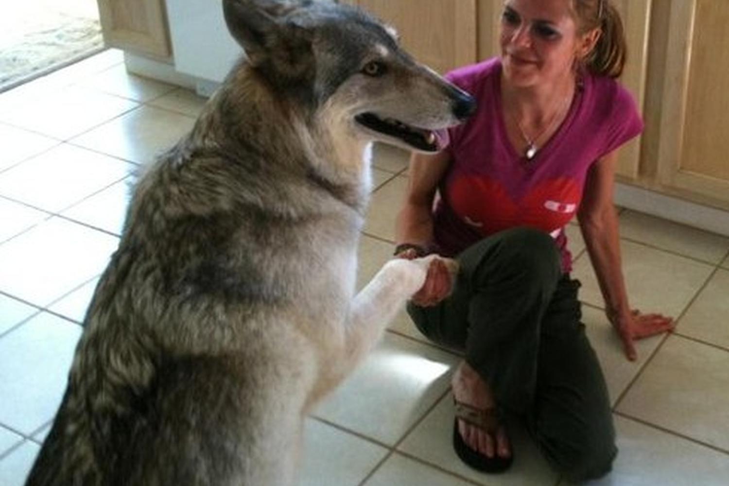 Pet Bliss Mobile Veterinary Services 2