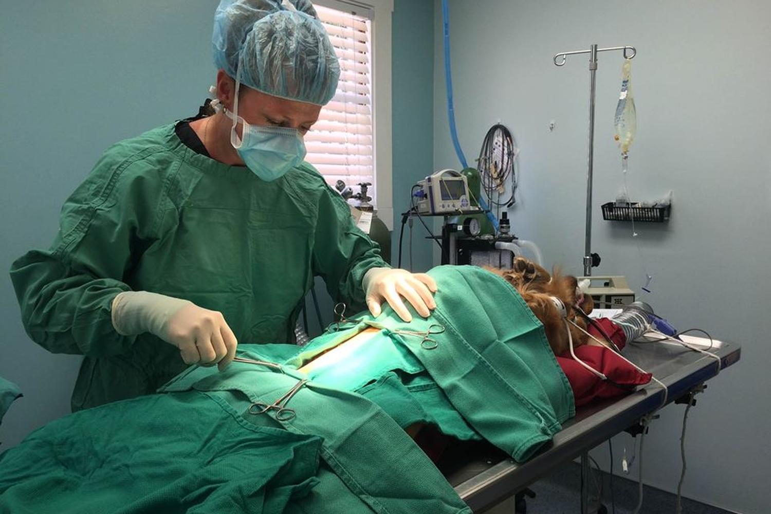 St. Francis Pet Clinic 4