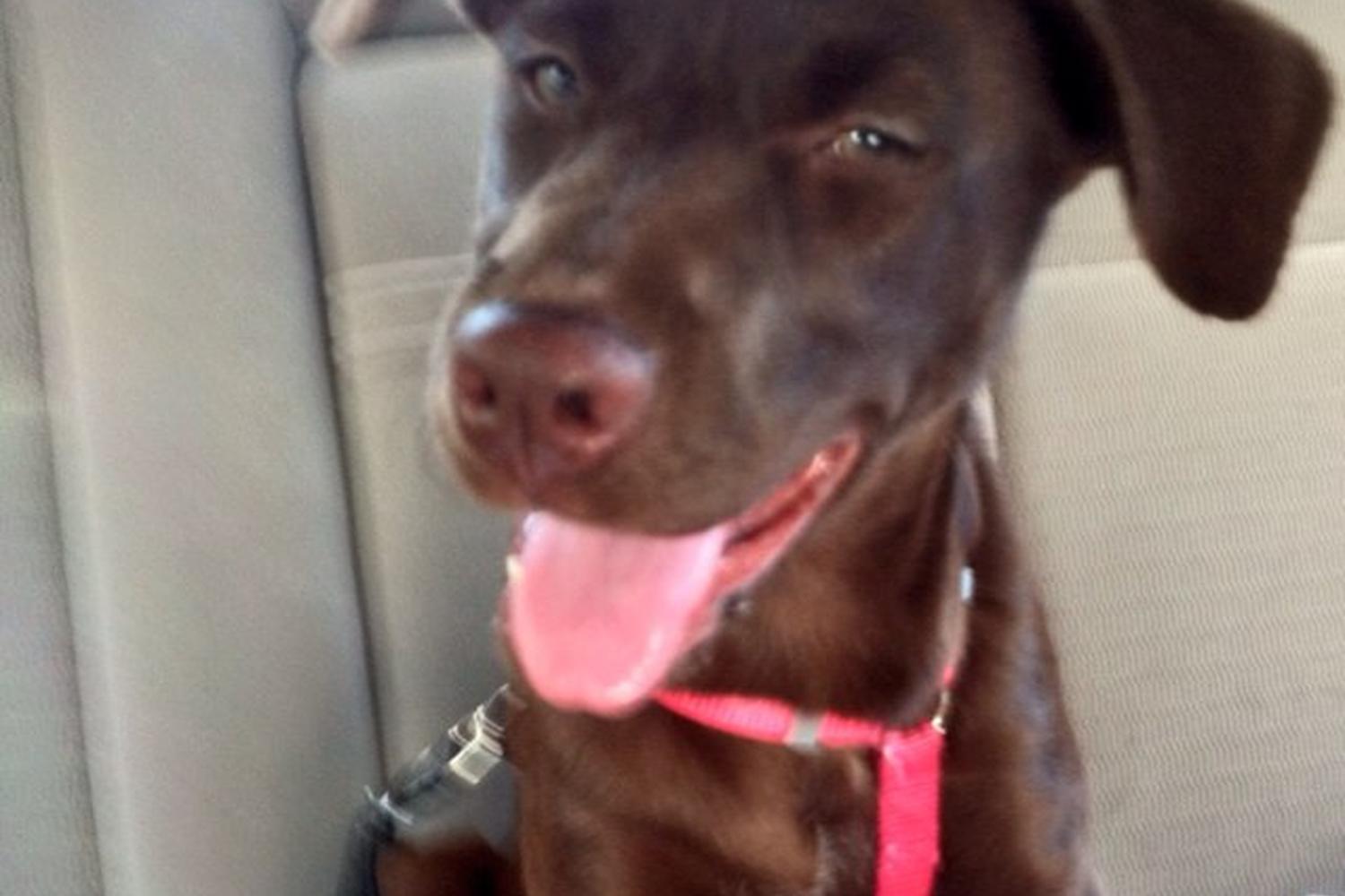 Port Salerno Animal Hospital 0