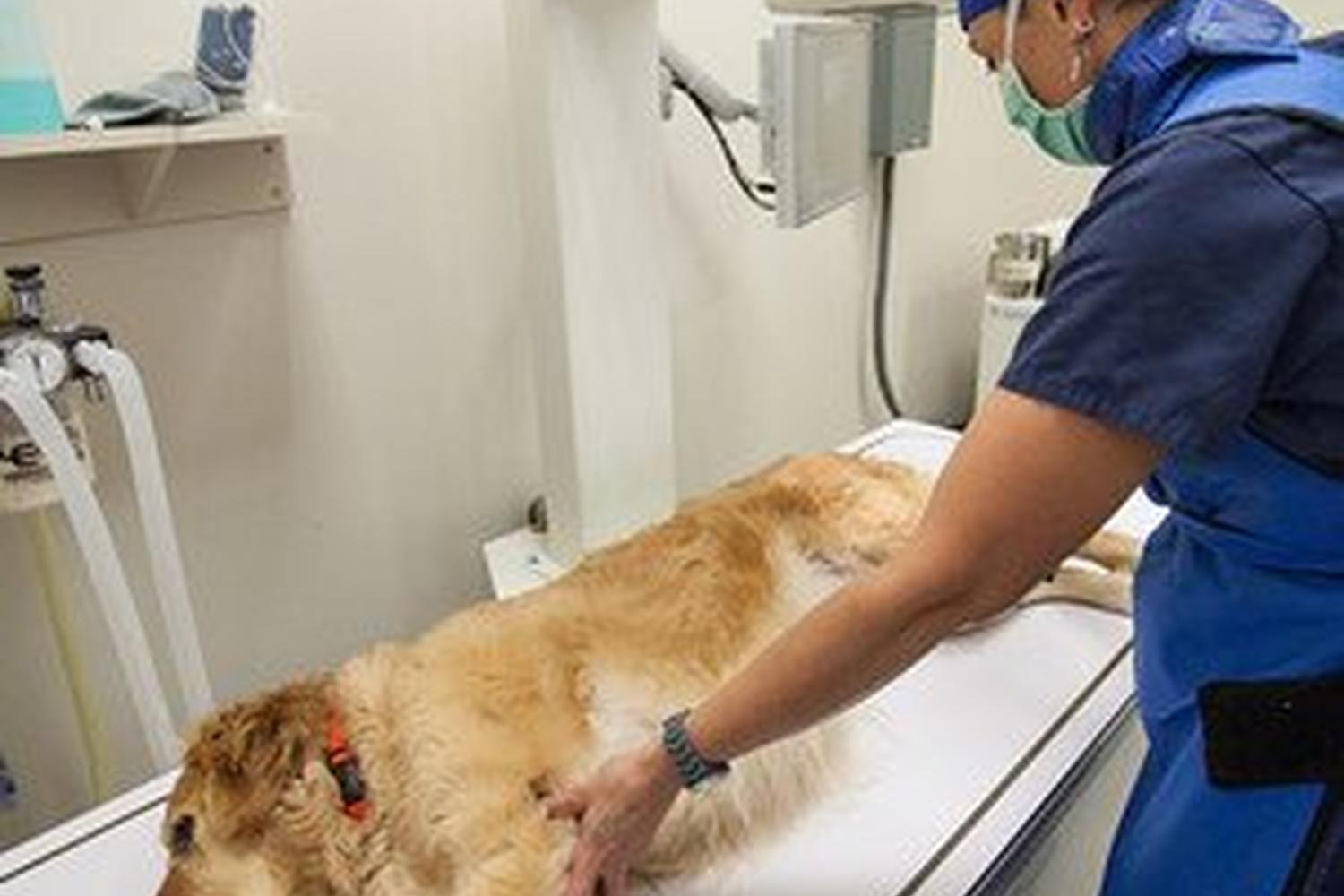 Animal Emergency & Specialty Center 5