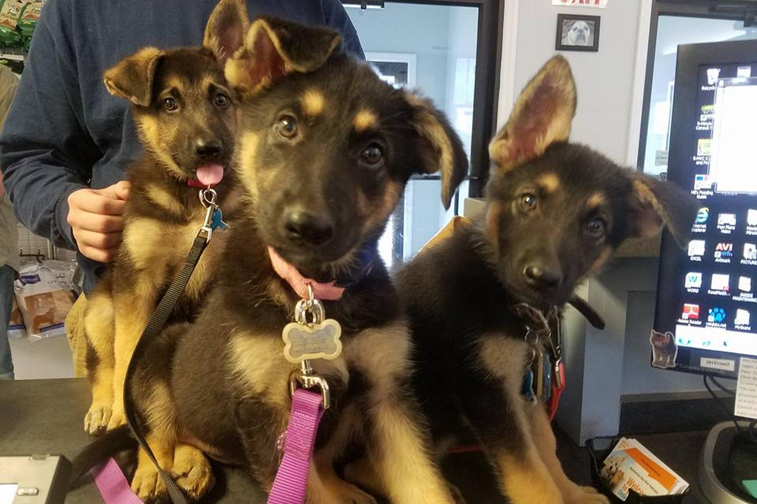 Appalachian-New River Veterinary Associates 1