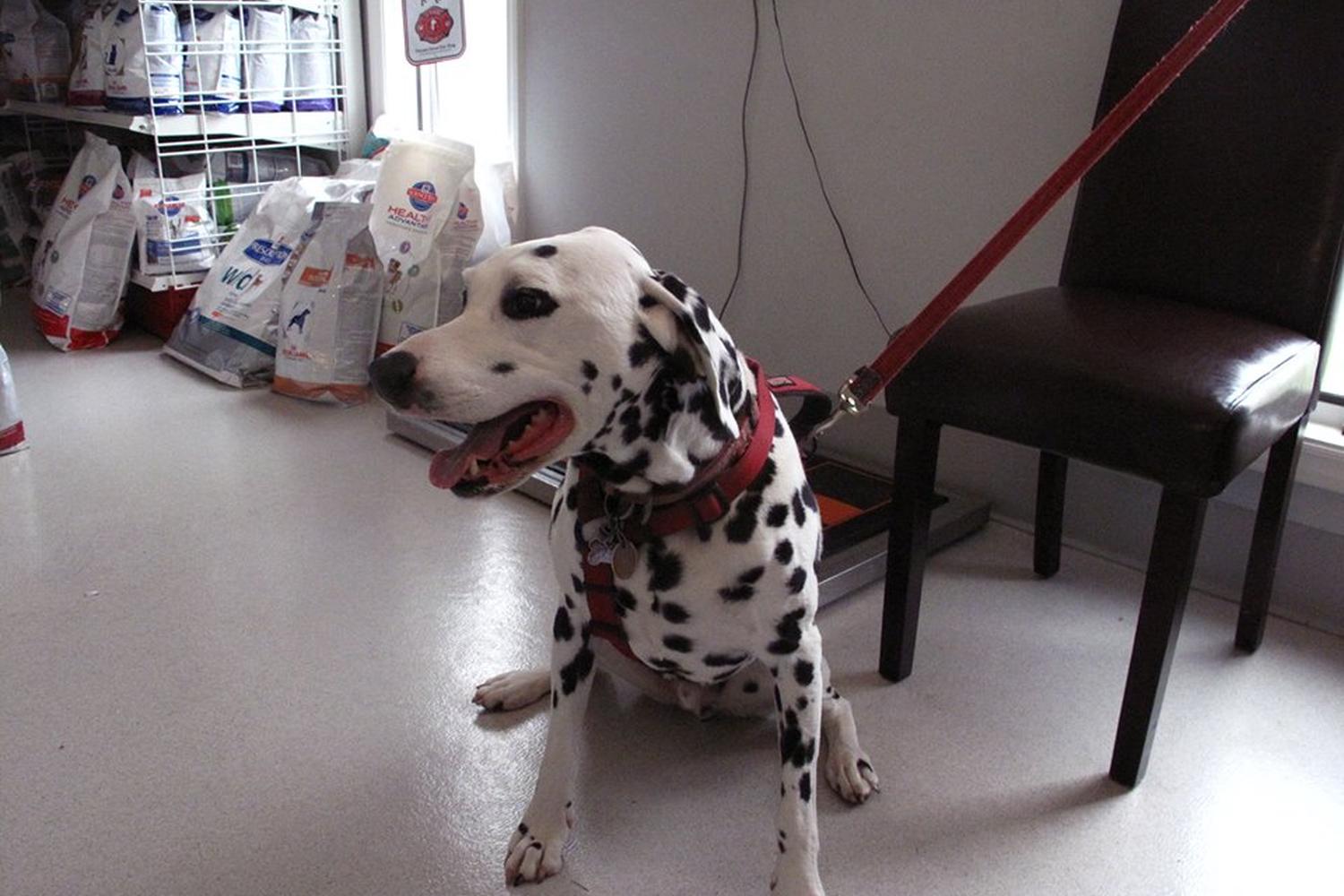 Appalachian-New River Veterinary Associates 3