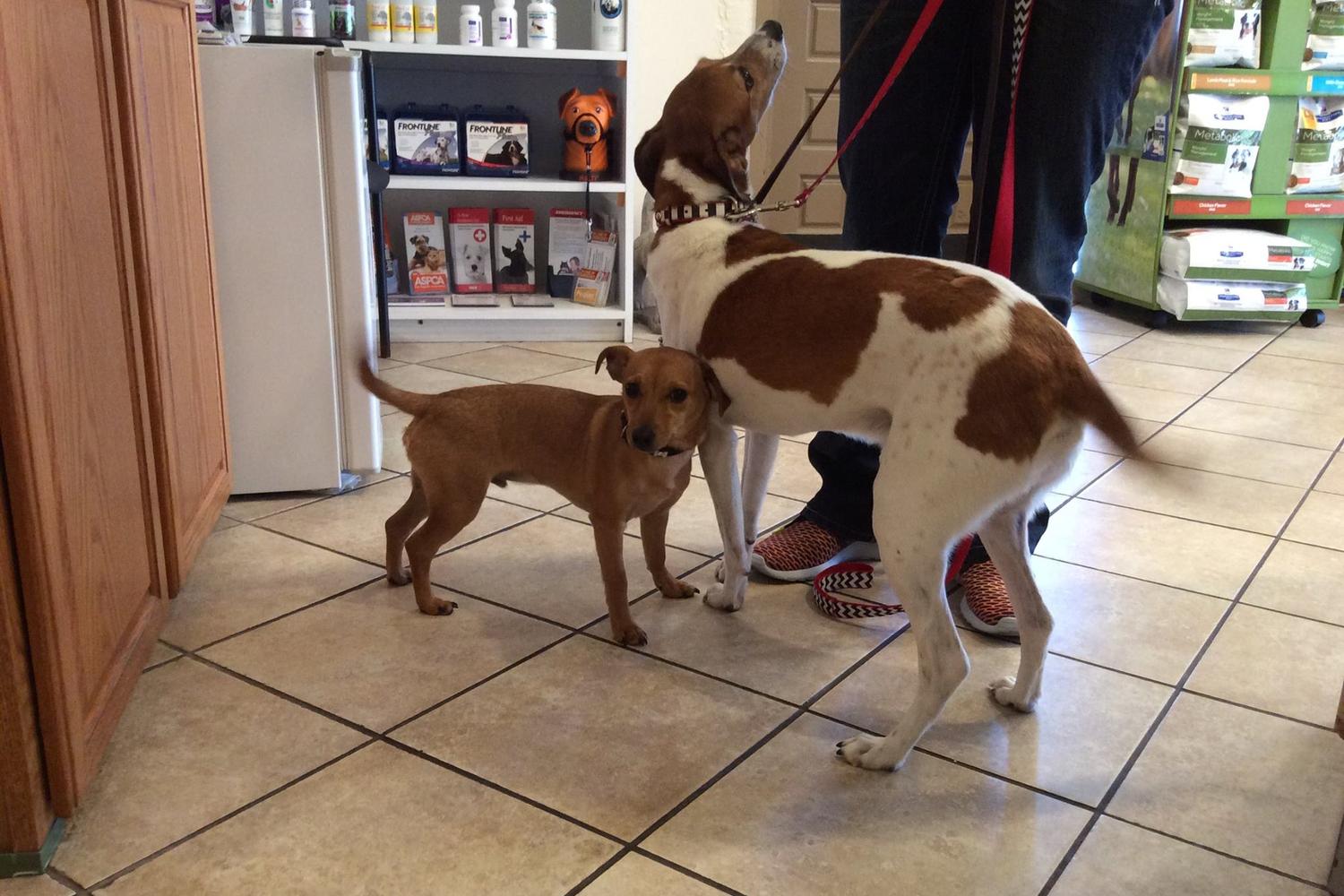 Kaibab Animal Hospital 3