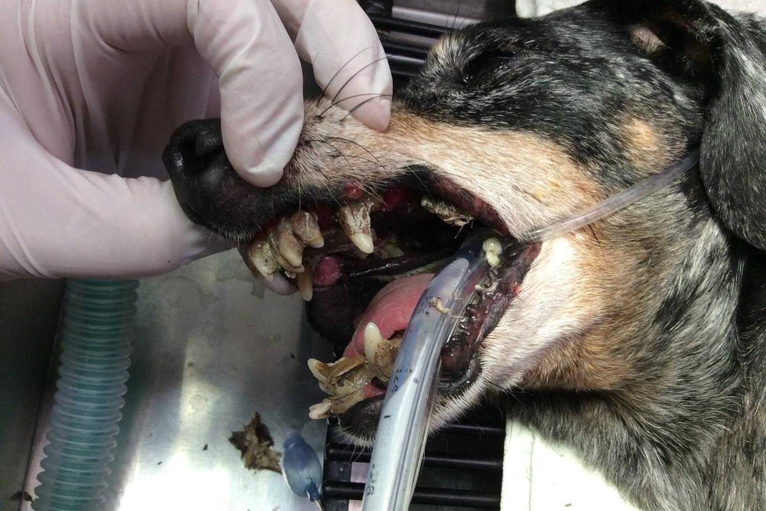 Kaibab Animal Hospital 1