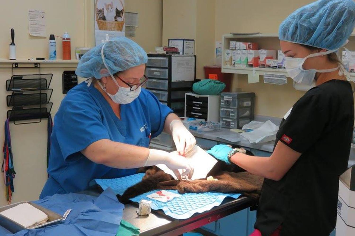 VCA Wakulla Animal Hospital 3