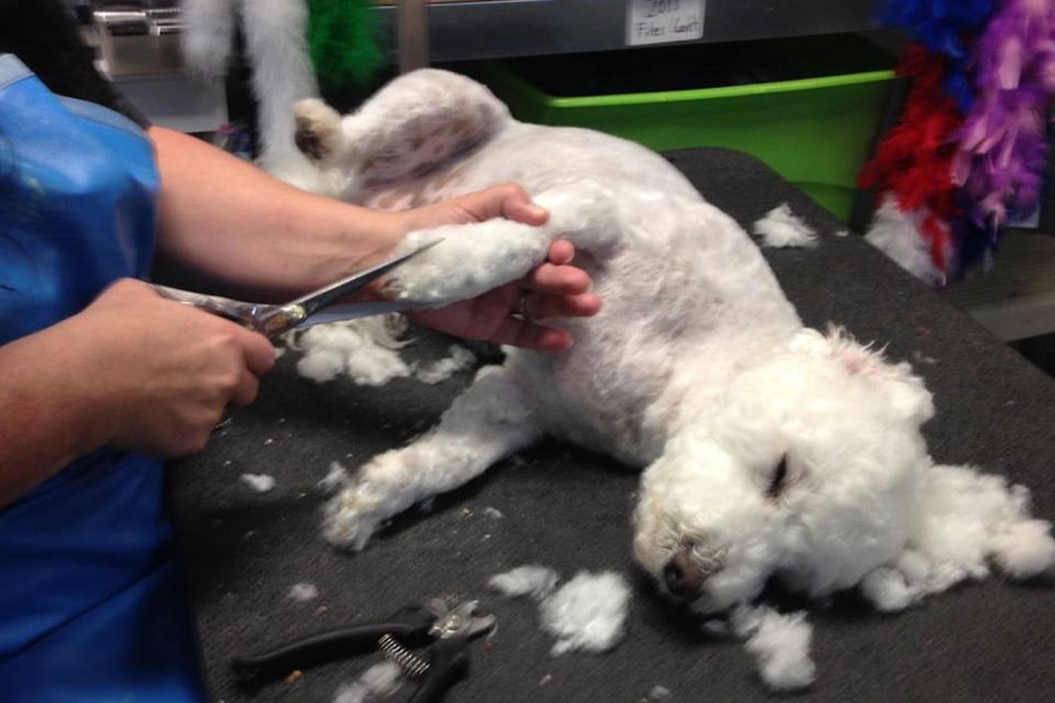 VCA Wakulla Animal Hospital 1