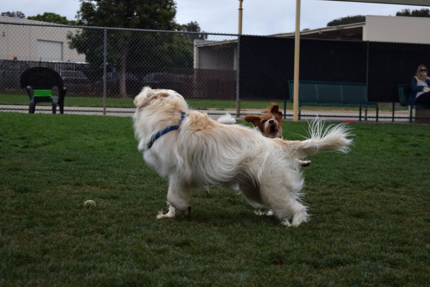 Irvine Central Bark Dog Park 4