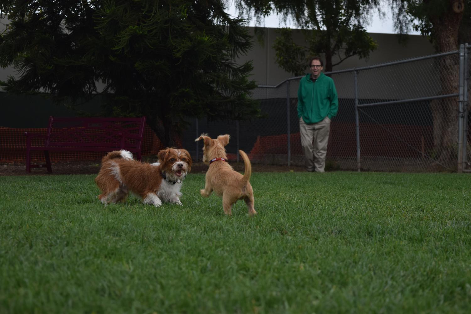Irvine Central Bark Dog Park 3