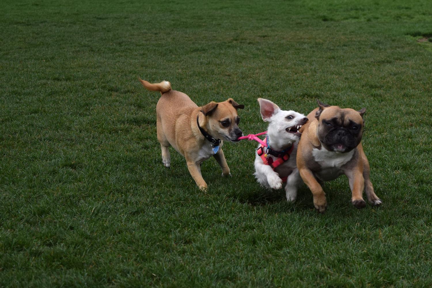 Irvine Central Bark Dog Park 6
