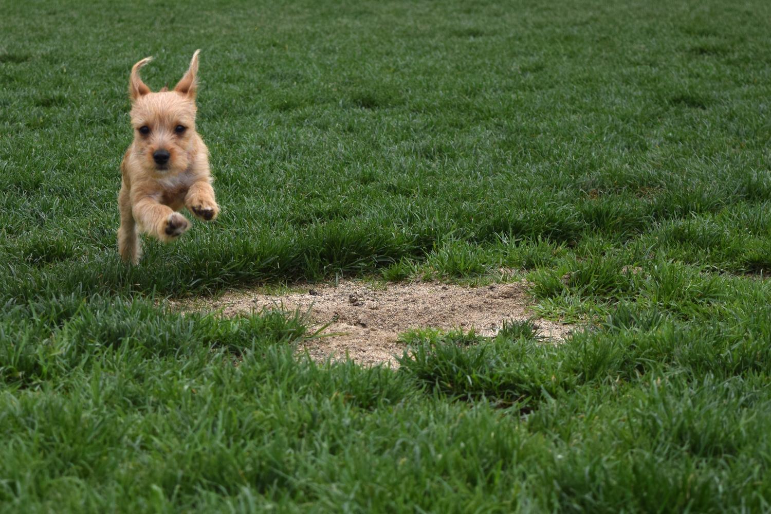 Irvine Central Bark Dog Park 5