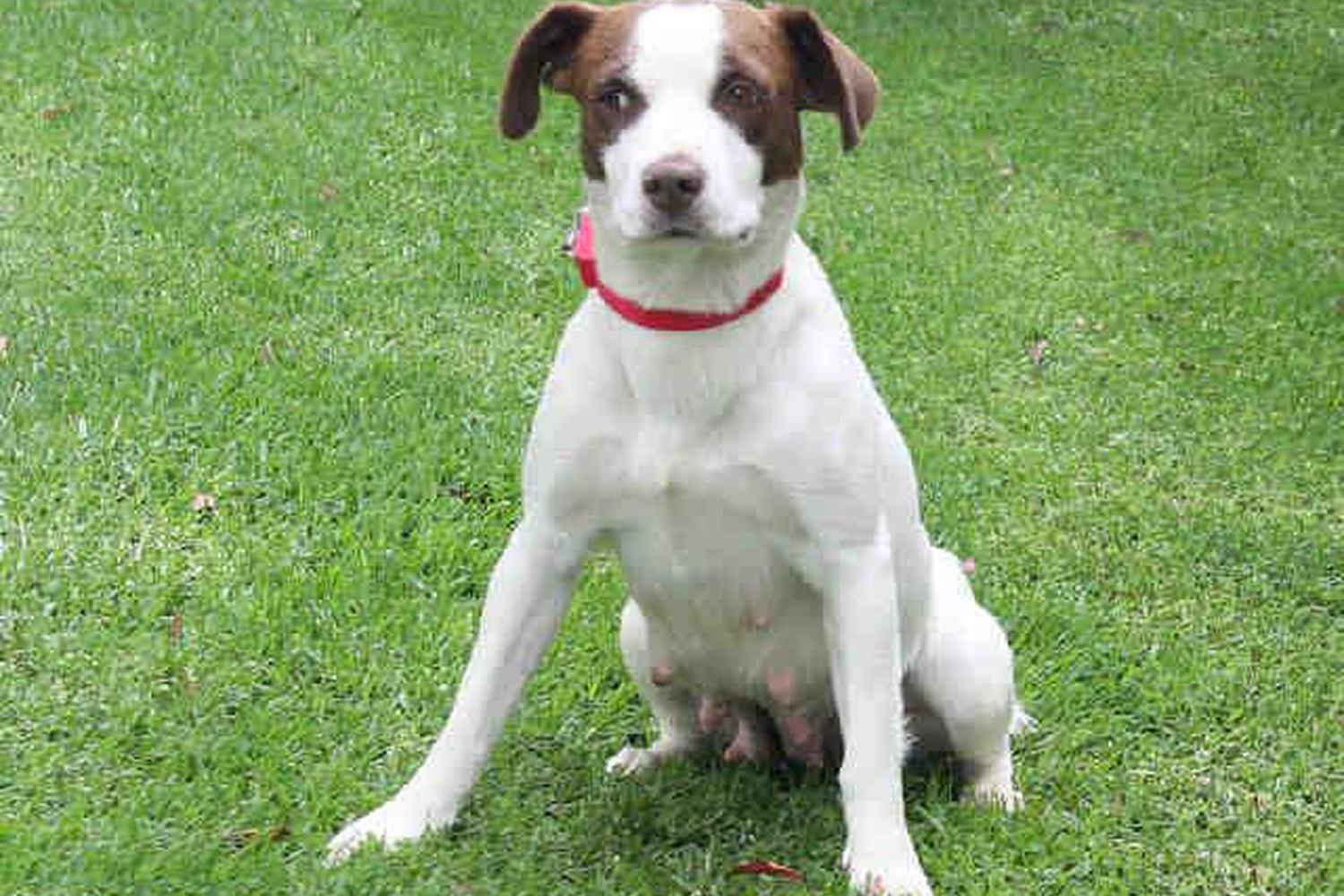 Irvine Central Bark Dog Park 0