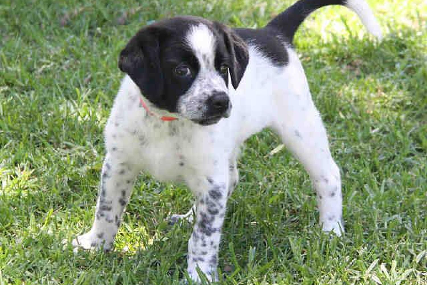 Irvine Central Bark Dog Park 1