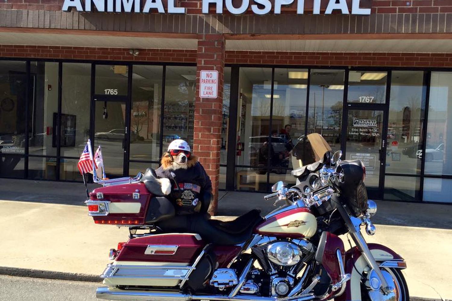 Animal Hospital of Peak Plaza 4