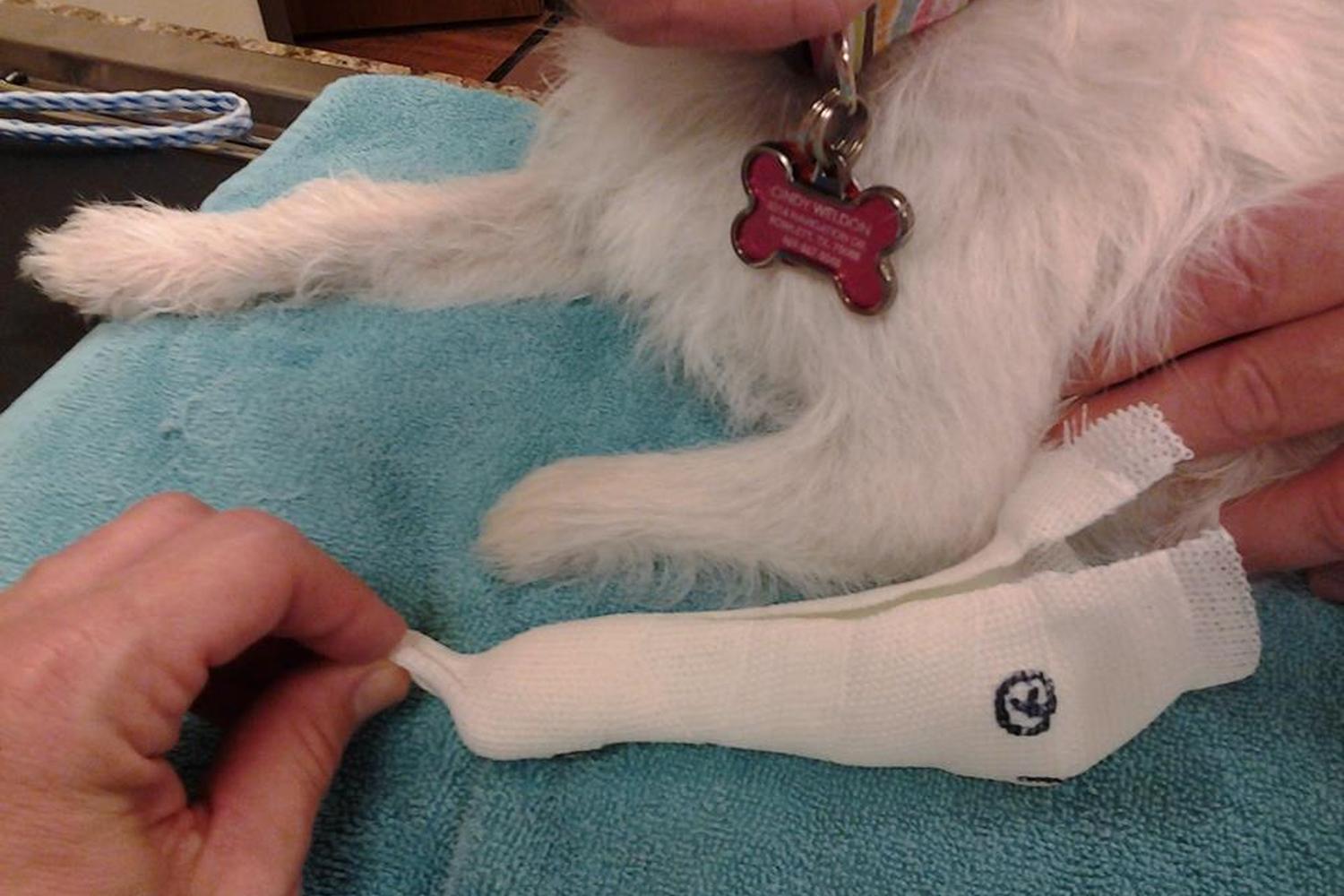 Advanced Care Veterinary Services 1