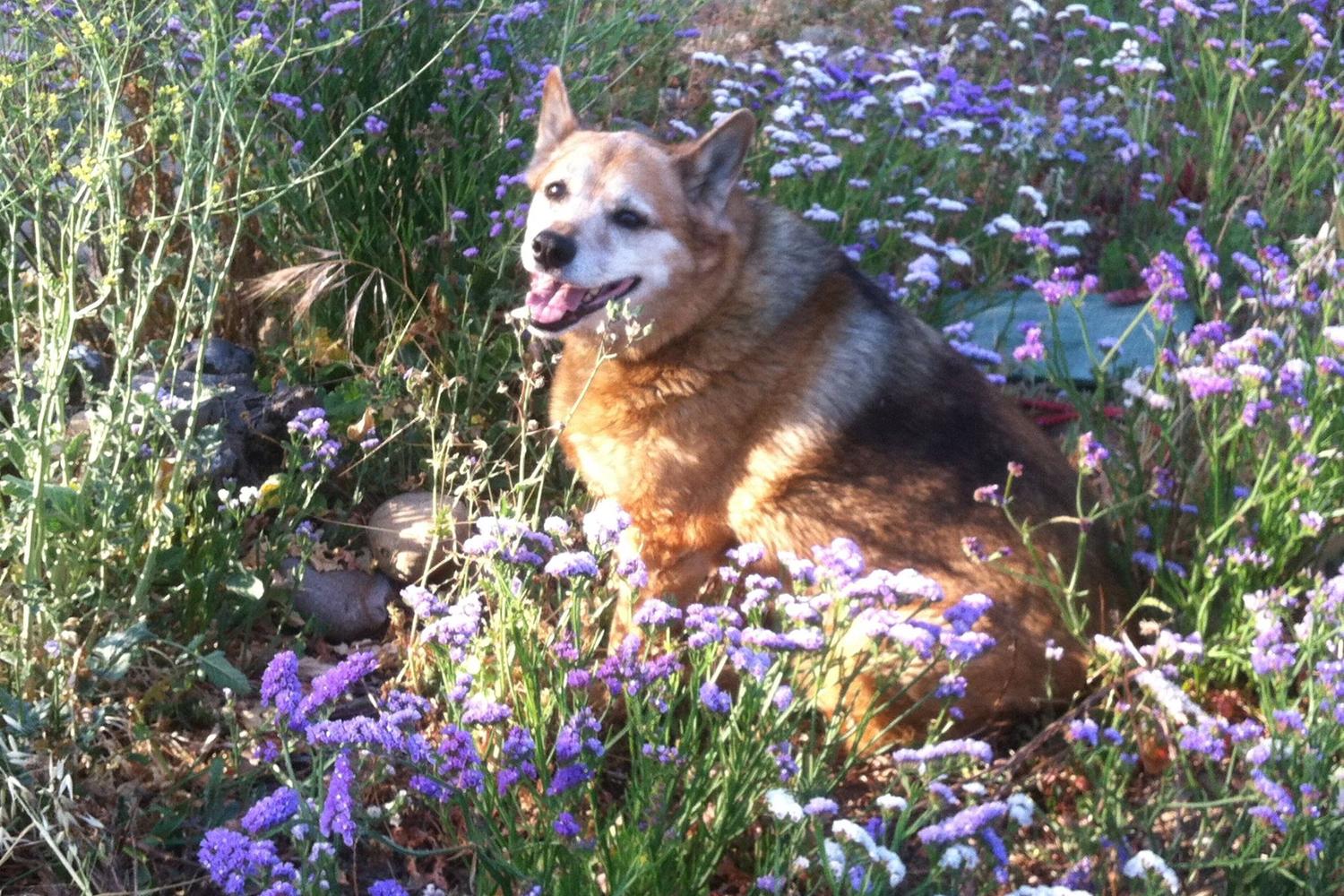 Canine Corners Dog Park at Harry Griffen Park 3