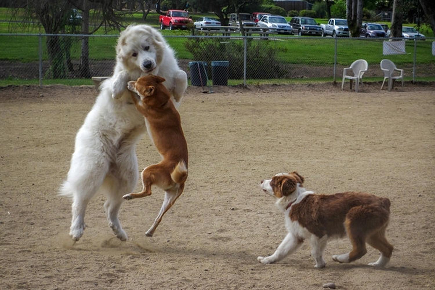 Canine Corners Dog Park at Harry Griffen Park 7