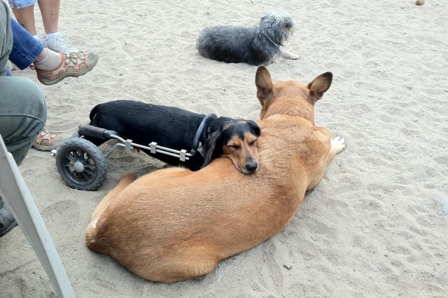 Canine Corners Dog Park at Harry Griffen Park 6