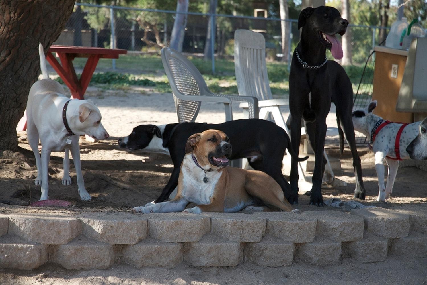 Canine Corners Dog Park at Harry Griffen Park 0