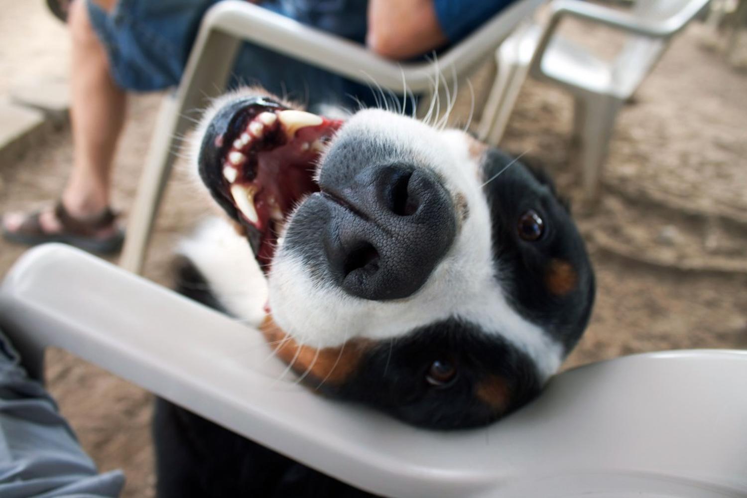 Canine Corners Dog Park at Harry Griffen Park 11