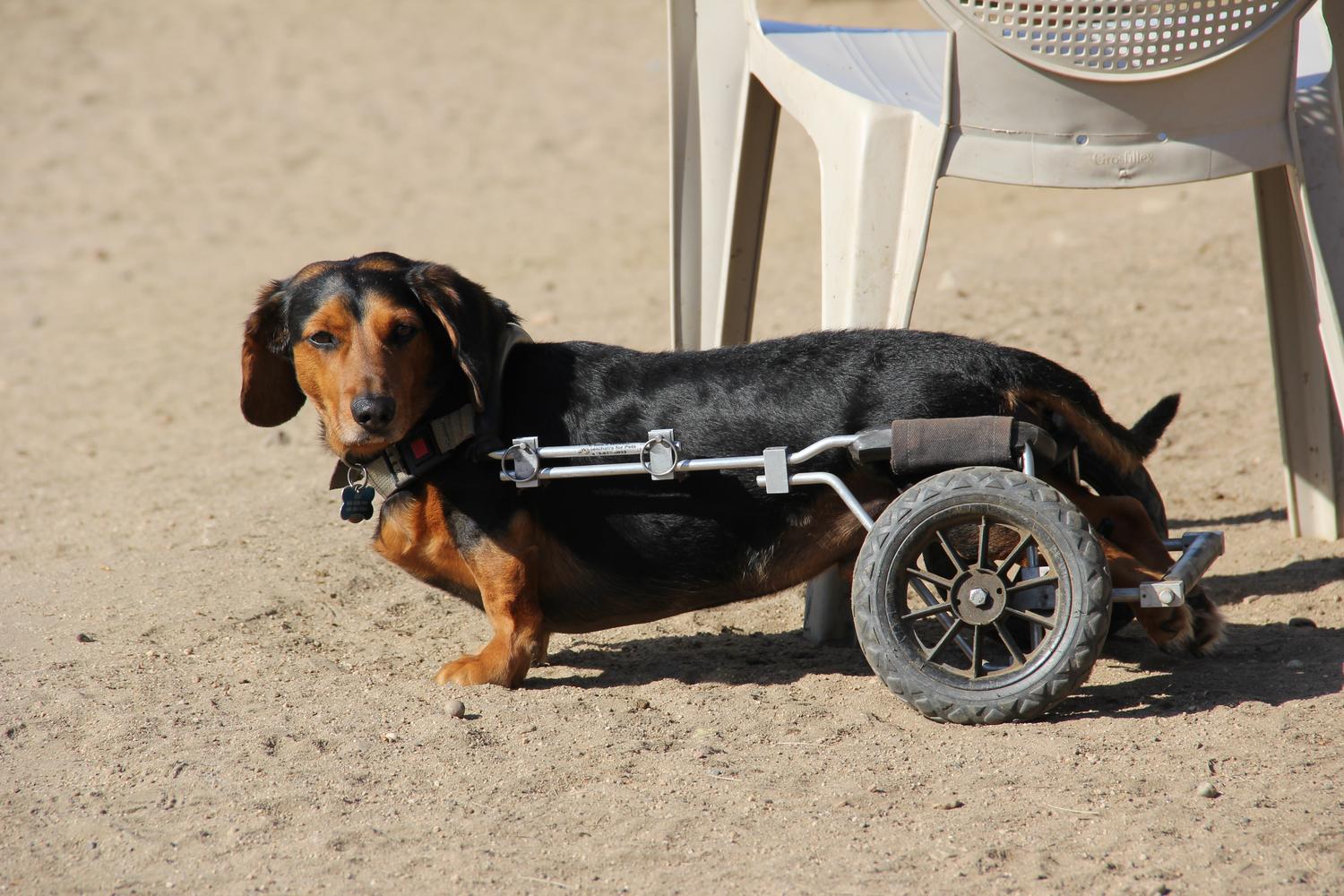 Canine Corners Dog Park at Harry Griffen Park 9
