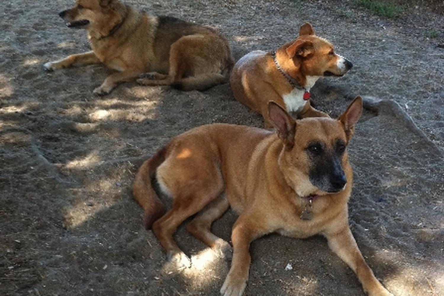 Canine Corners Dog Park at Harry Griffen Park 5