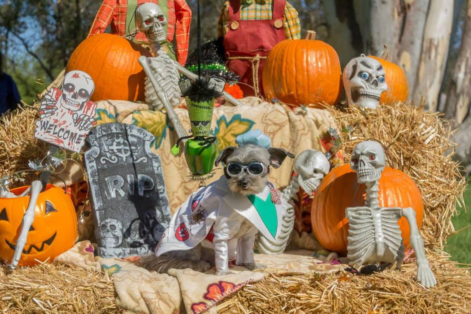 Canine Corners Dog Park at Harry Griffen Park 1