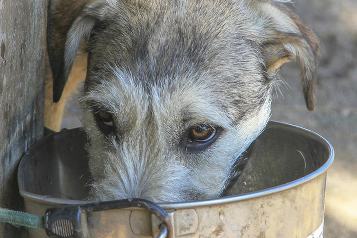 Canine Corners Dog Park at Harry Griffen Park 10