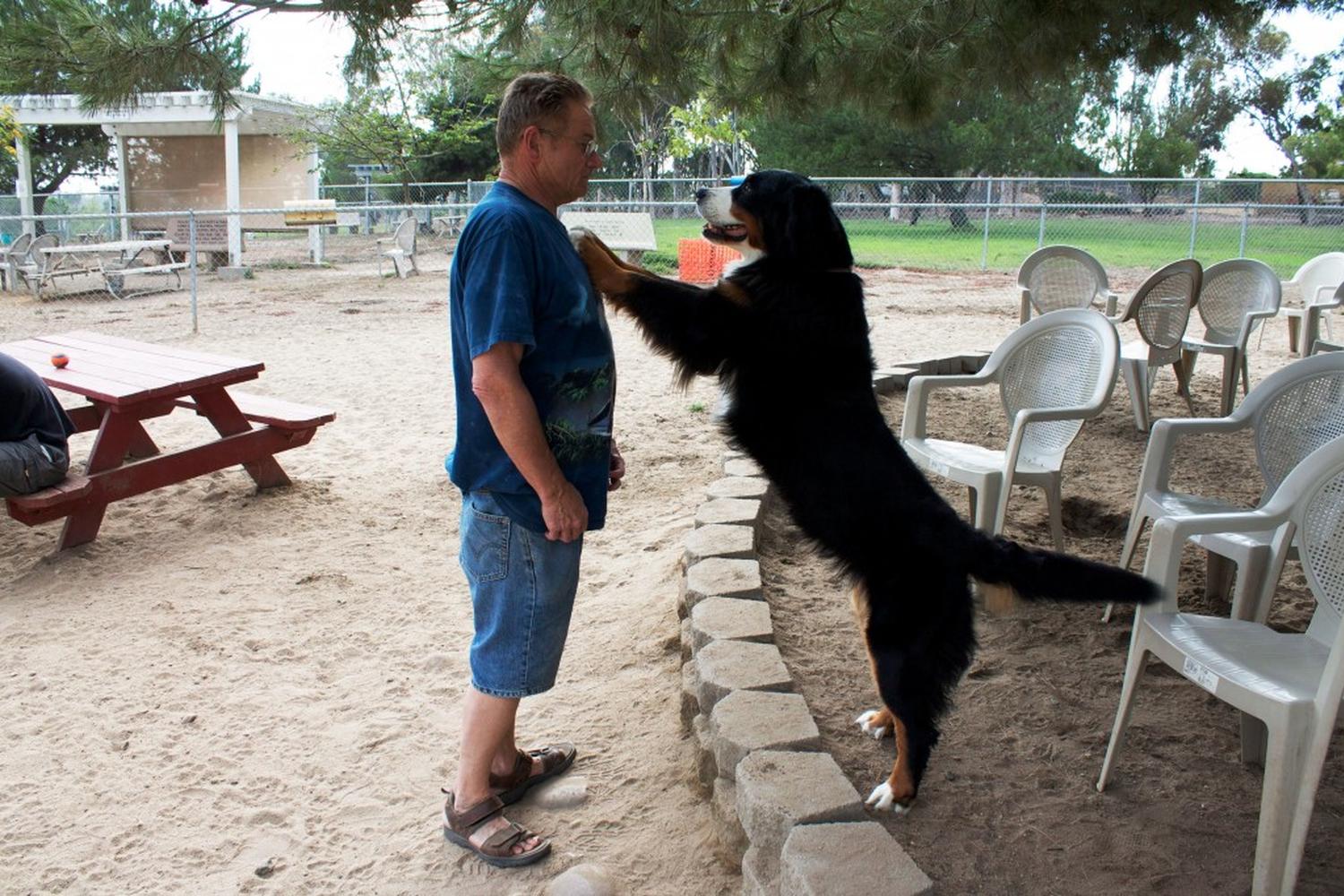Canine Corners Dog Park at Harry Griffen Park 12