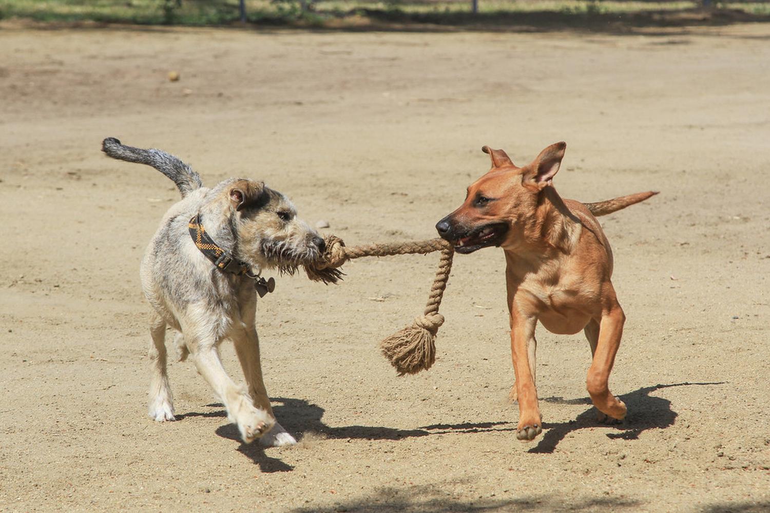 Canine Corners Dog Park at Harry Griffen Park 8
