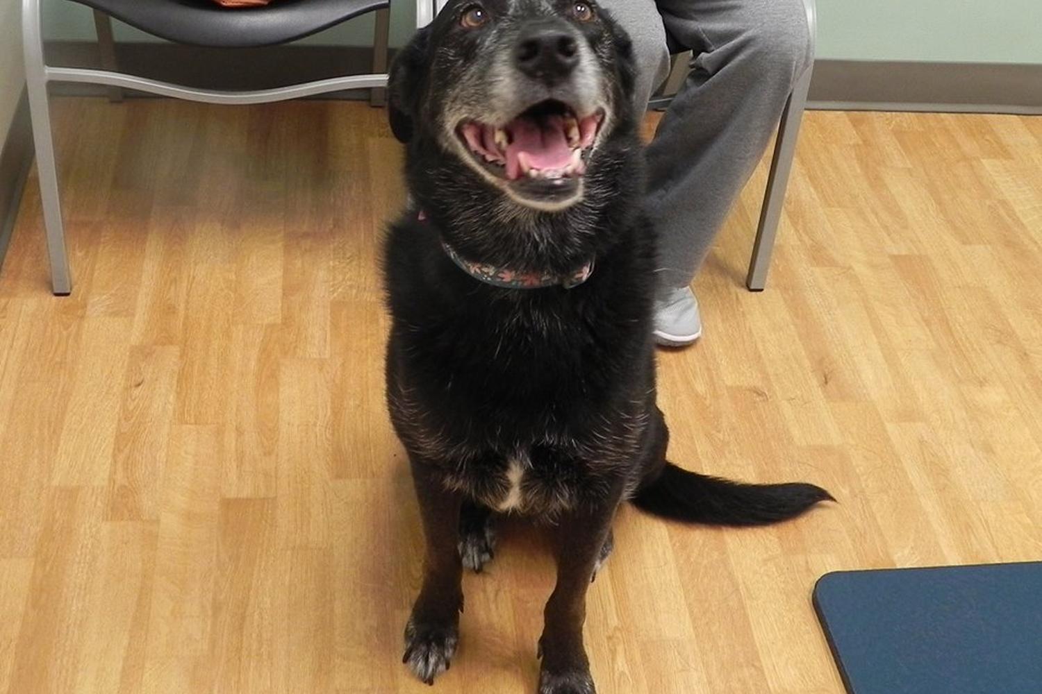 All 4 Paws Animal Hospital 1