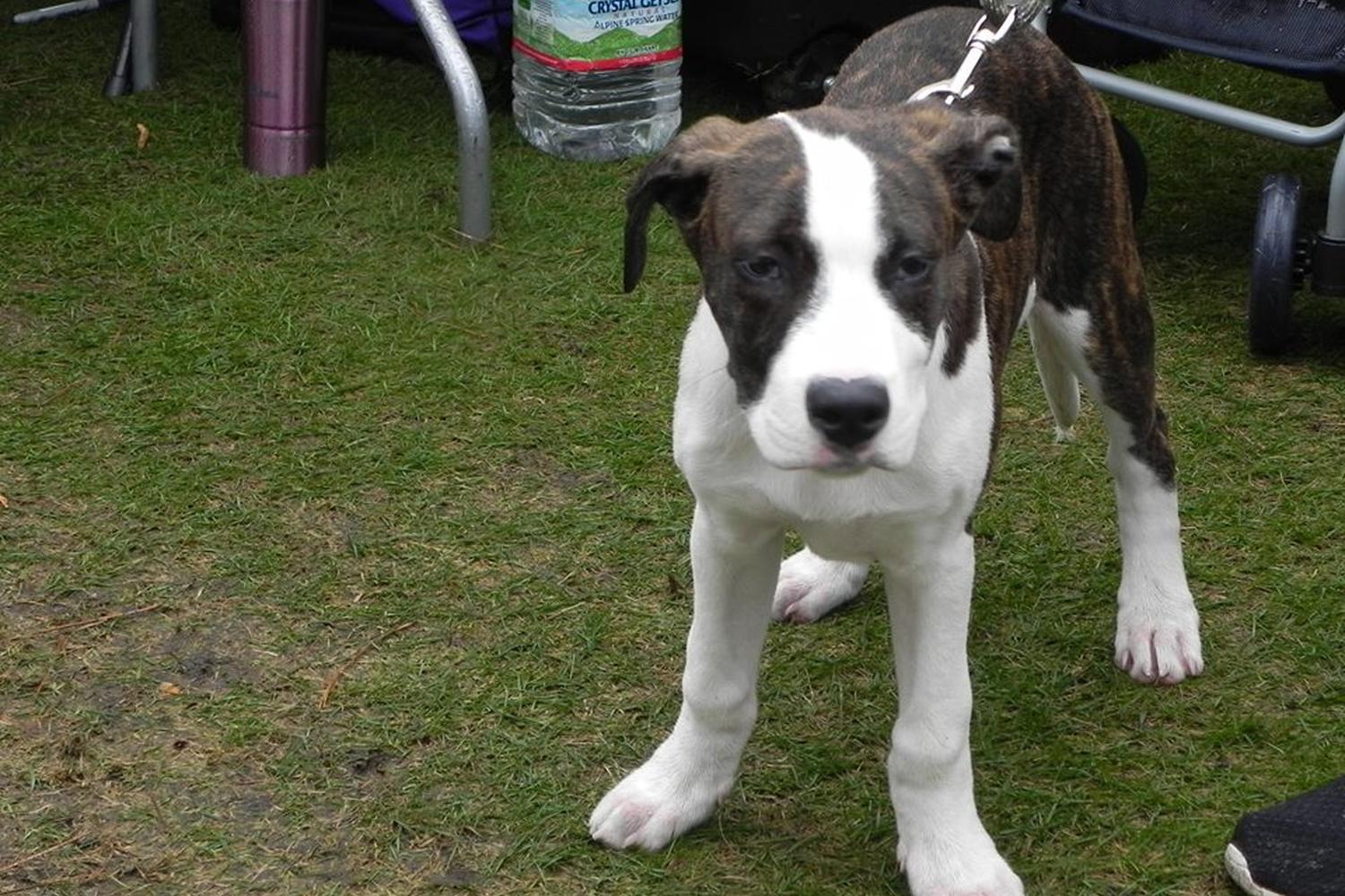 All 4 Paws Animal Hospital 4