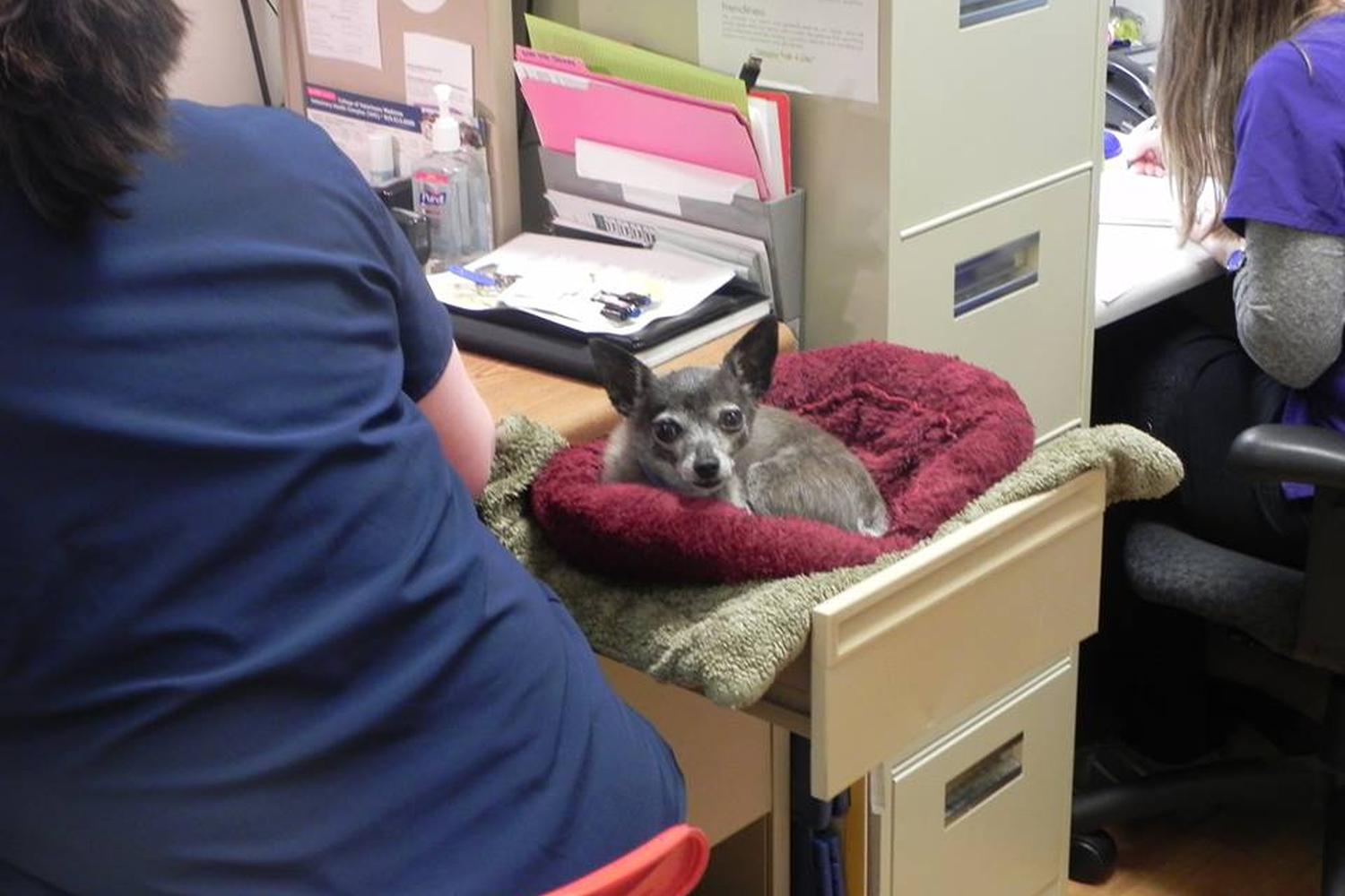 All 4 Paws Animal Hospital 2