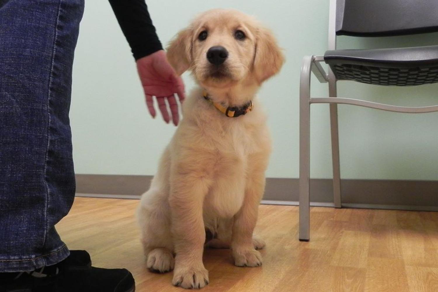 All 4 Paws Animal Hospital 3