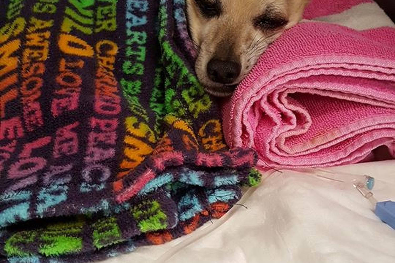 Leader Animal Speciality Hospital 2