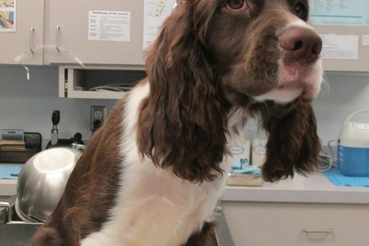 Avery Creek Pet Hospital 3