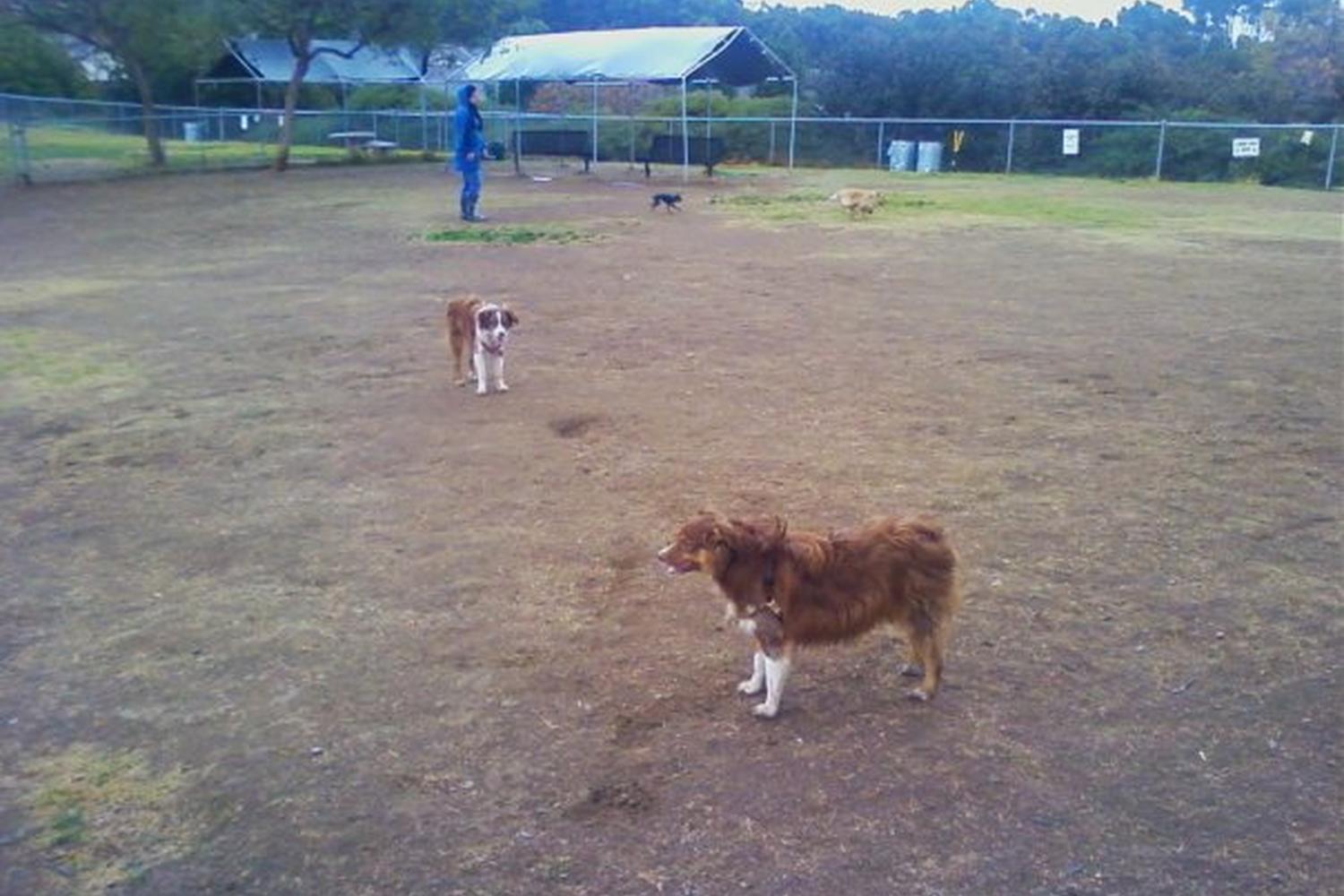 Doyle Community and Dog Park 0