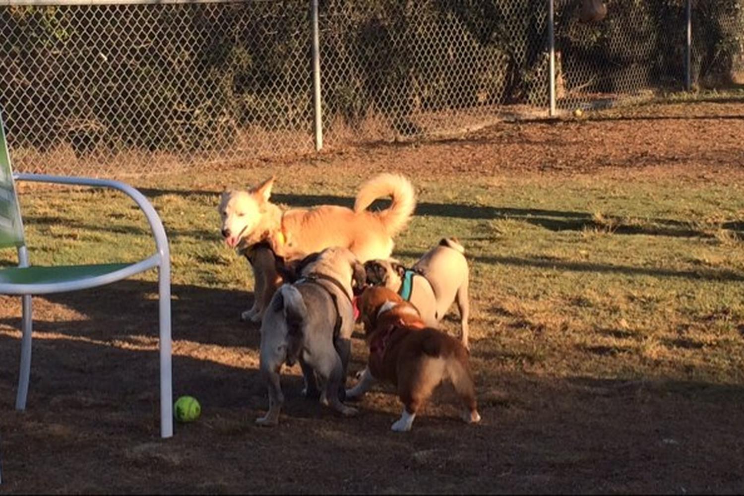Doyle Community and Dog Park 4